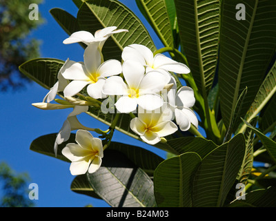 Thailand, Nakhon Si Thammarat, weiß blühende frangipani Stockfoto