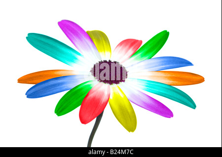 Abstraktes Bild von Daisy mit ihren Blüten in den Farben des Regenbogens Stockfoto