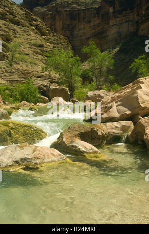 Szene entlang Havasu Creek Havasupai Indian Reservation Grand Canyon Nationalpark Arizona USA Stockfoto