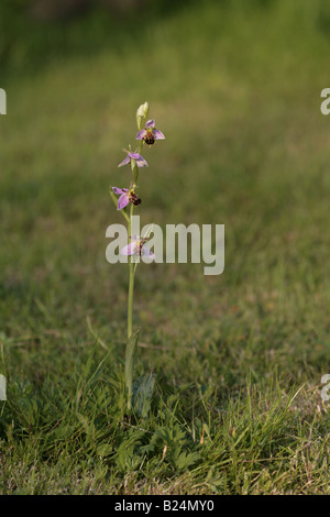Biene Orchidee Ophrys Apifera wächst auf einer Wiese im Garten Stockfoto