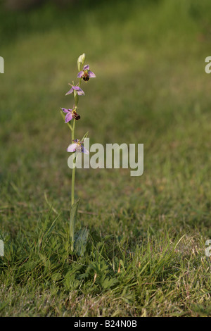 Biene Orchidee Ophrys Apifera wächst auf einer Wiese im Garten Stockfoto
