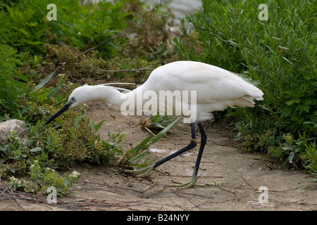 Seidenreiher (Egretta Garzetta) sammeln Stöcke für sein Nest - fotografiert in der Camargue, Provence, Südfrankreich. Stockfoto