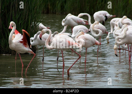 Rosaflamingos (Flamingo Phonenicopterus Ruber) an einem See in der Camargue, Südfrankreich putzen. Stockfoto