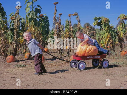 Zwei junge Brothersl besuchen die D-D-Ranch, Kürbisse für Halloween im Oktober von ihrer Kürbisbeet sammeln Stockfoto