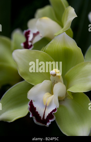 Cymbidium Hybriden Orchidee Stockfoto