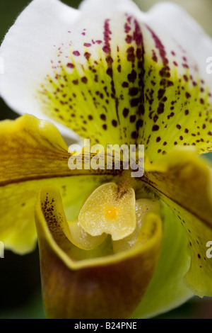 Orchidee Paphiopedilum Hybriden Stockfoto