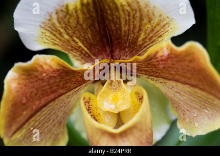 Orchidee Paphiopedilum Hybriden Stockfoto