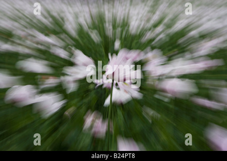 Lila Mohn - Papaver somniferum Stockfoto