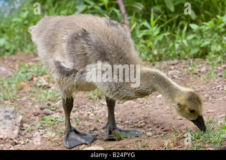 Kanada-Gans Gosling Essen Stockfoto