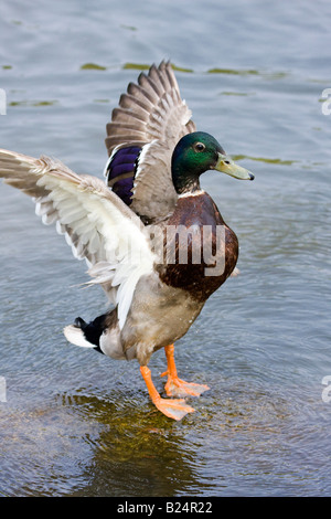 Mallard Duck männlichen flatternden Flügeln Stockfoto