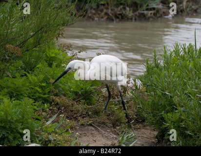 Seidenreiher (Egretta Garzetta) sammeln Stöcke für sein Nest - fotografiert in der Camargue, Provence, Südfrankreich. Stockfoto