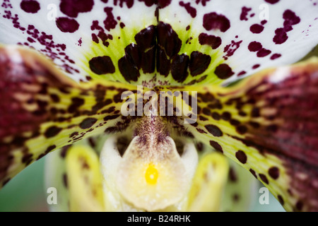 Orchidee Paphiopedilum Hybriden Stockfoto