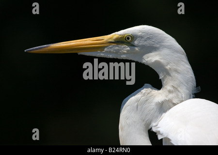 Großer Egret closeup Stockfoto