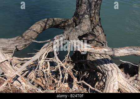 Verschlungene Wurzeln oben Bow River, Inglewood Vogelschutzgebiet, Calgary, Alberta Stockfoto