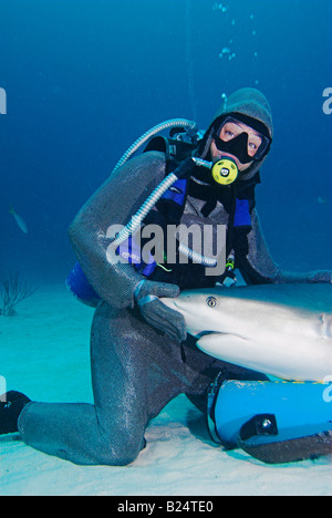 Kettenhemd bekleidet Taucher mit Caribbean Reef Shark Carcharhinus Perezi auf ihrem Schoß [Grand Bahama Island] UNEXSO Stockfoto