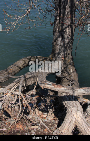 Verschlungene Wurzeln oben Bow River, Inglewood Vogelschutzgebiet, Calgary, Alberta Stockfoto