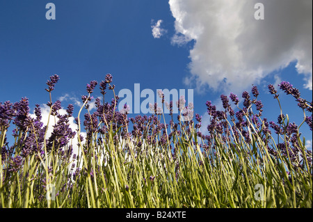 Lavendel beschneiden abstrakt Stockfoto