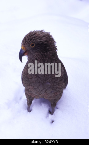 Kea (Nestor Notabilis), juvenile im Schnee, Milford Road, Fiordland, Neuseeland Stockfoto