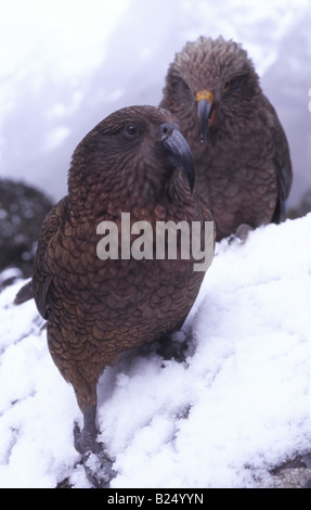 Kea (Nestor Notabilis), Erwachsene und Jugendliche im Schnee, Milford Road, Fiordland, Neuseeland Stockfoto