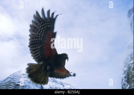 Kea (Nestor Notabilis) während des Fluges, Fiordland, Neuseeland Stockfoto