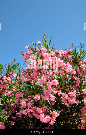 Rosa Oleander Blüten vor blauem Himmel Stockfoto