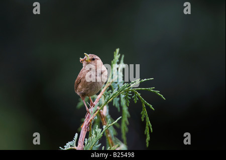 Troglodytes Troglodytes. Wren mit einer Spinne und Raupe im Schnabel thront auf einem Baum Stockfoto