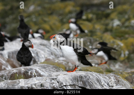 Papageitaucher (Fratercula Arctica) - Farne Islands, Northumberland, Großbritannien Stockfoto