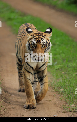 Eine Bengal-Tiger auf einem Dschungel Bahnen im Ranthambore Tiger Reserve, Indien. (Panthera Tigris) Stockfoto