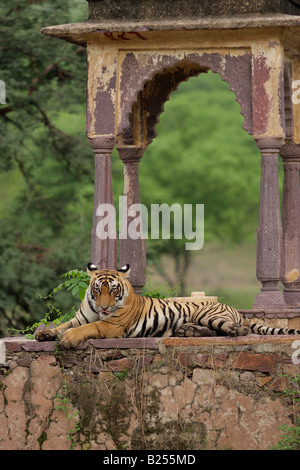 Royal Look, Bengal-Tiger (Panthera Tigris) Stockfoto