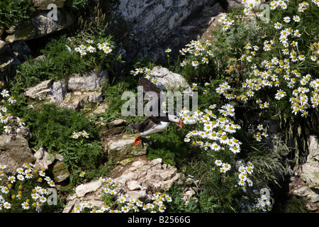 Papageitaucher (Fratercula Arctica) die Flucht in die Sonne, umgeben von Gänseblümchen - RSPB Bempton Cliffs, Yorkshire Stockfoto