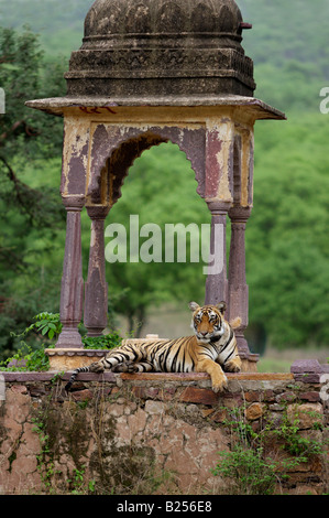 Royal Bengal Tiger in einem alten Choti Chattri in den wilden Wald Ranthambhore, Rajasthan, Indien. (Panthera Tigris) Stockfoto