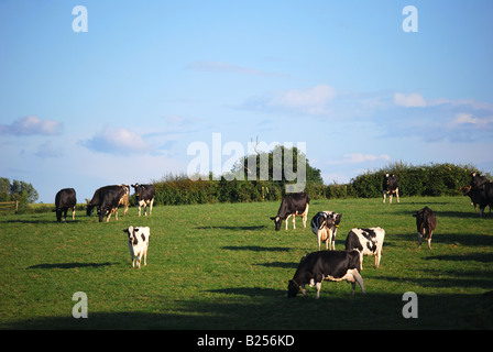 Kühe grasen auf Landschaft, Nr.Ashby-de-la-Zouch, Leicestershire, England, Vereinigtes Königreich Stockfoto