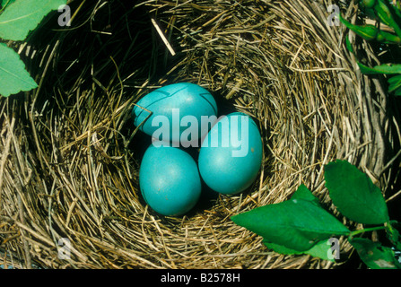 Robin Eiern im nest Stockfoto