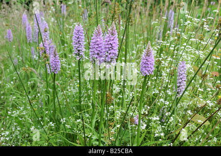 Gemeinsame gefleckte Orchideen Dactylorhiza Fuchsii in einer Bio-Heu Wiese Carmarthenshire Wales Cymru UK GB Stockfoto