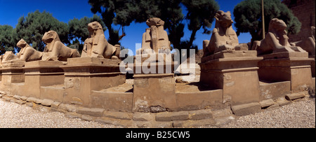 Karnak Temple Complex Ägypten Avenue von RAM-headed Sphinxes der RAM Symbolisieren ägyptischen Gott Amun Schutz der königlichen Bildnisse von Rameses II in der fo Stockfoto