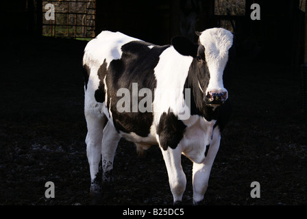 Holstein-Steer Stockfoto