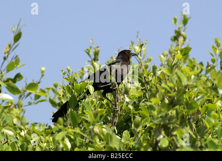 Groß-tailed Grackle, Quiscalus Mexicanus männlich, Mexiko Stockfoto