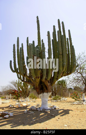 Kandelaber Kakteen Myrtillocactus Cochal, Sierra Madre, Bundesstaat Oaxaca, Mexiko Stockfoto