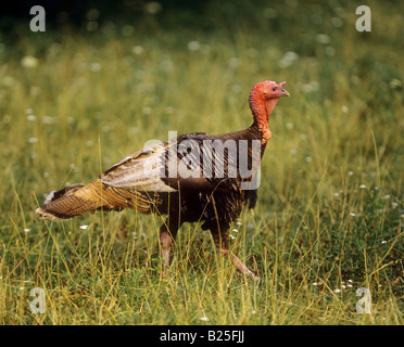 Wilde Türkei (Meleagris galopavo) auf einer Wiese, gefangen Stockfoto