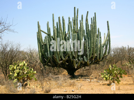 Kandelaber Kakteen Myrtillocactus Cochal, Sierra Madre, Bundesstaat Oaxaca, Mexiko Stockfoto