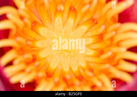 Innenraum der Rote Seerose Blume Stockfoto