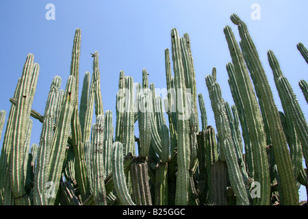 Kandelaber Kakteen Myrtillocactus Cochal, Sierra Madre, Bundesstaat Oaxaca, Mexiko Stockfoto