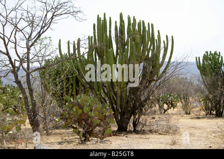 Opuntia Kaktus und Kandelaber-Kakteen-Myrtillocactus Cochal, Sierra Madre, Bundesstaat Oaxaca, Mexiko Stockfoto