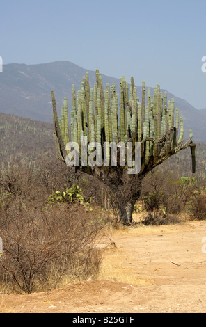 Kandelaber Kakteen Myrtillocactus Cochal, Sierra Madre, Bundesstaat Oaxaca, Mexiko Stockfoto