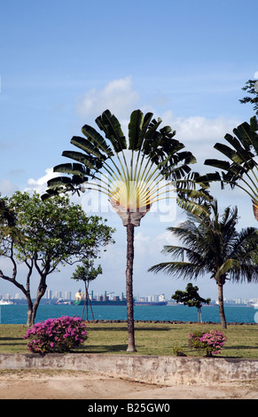 LEPORELLO FÖRMIGE PALM KUSU INSEL SINGAPUR Stockfoto