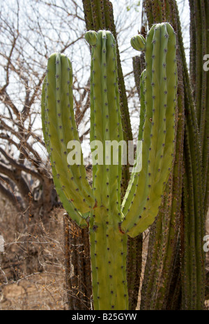 Kandelaber-Kaktus, Myrtillocactus Cochal, Sierra Madre, Bundesstaat Oaxaca, Mexico Stockfoto