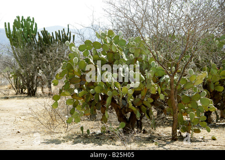 Opuntia Kaktus und Kandelaber-Kakteen-Myrtillocactus Cochal, Sierra Madre, Bundesstaat Oaxaca, Mexiko Stockfoto