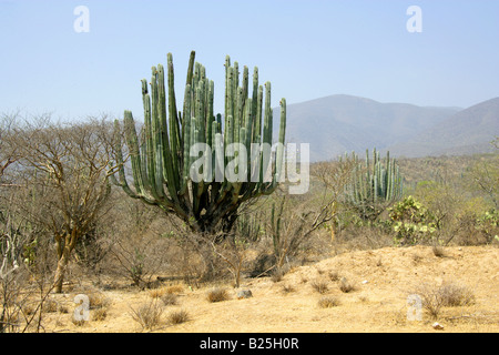 Kandelaber Kakteen Myrtillocactus Cochal, Sierra Madre, Bundesstaat Oaxaca, Mexiko Stockfoto