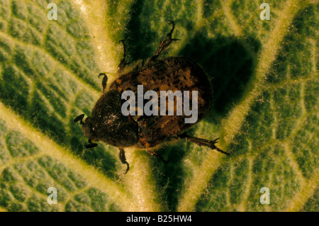 Braun Früchte Chafer Euphorie inda Stockfoto