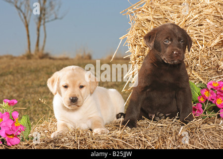 zwei Labrador Retriever Welpen im Stroh Stockfoto